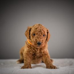 Orange - Red male Bernedoodle puppy in Caldwell, Idaho from Boise Doodle Co.