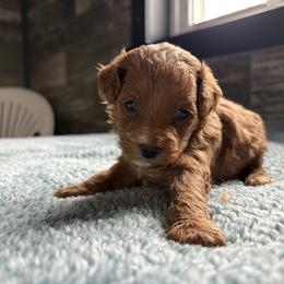 Blossom - Red female Cavapoo puppy in Osseo, Michigan from Smiths Fluffy butts