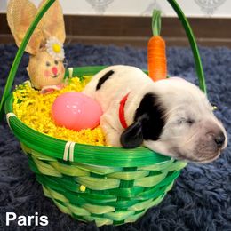 English Cocker Spaniel Puppies from MD Dogs Inc