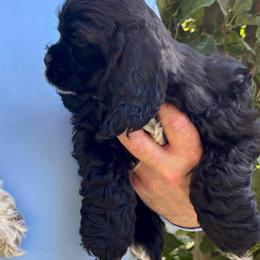 Lily - Black female Cocker Spaniel puppy in Oregon from Doc's Cockers