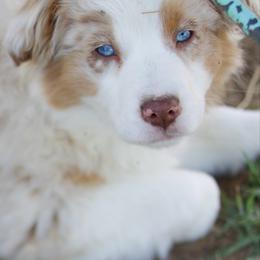 Butterscotch - Red merle female Miniature American Shepherd puppy in Stephenville, Texas from Diamond H Aussies