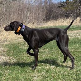 German Shorthaired Pointers from David's German Shorthaired Pointers