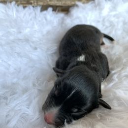 Boy 3 - Australian Shepherd puppy in Paint Rock, Alabama from Kotah’s Kennels