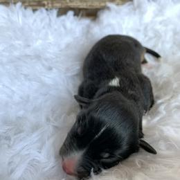 Boy 3 - Australian Shepherd puppy in Paint Rock, Alabama from Kotah’s Kennels