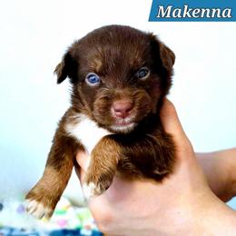 Makenna - Red tri female Miniature Australian Shepherd puppy in Punta Gorda, Florida from Christie's Creekside Aussies