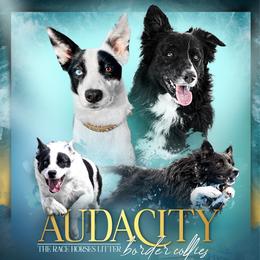 Border Collie puppies from Von Guadachi German Shepherds & Audacity Border Collies