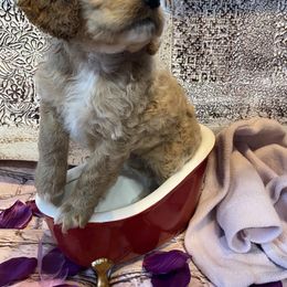 Cockapoo Puppies from Country J Canines