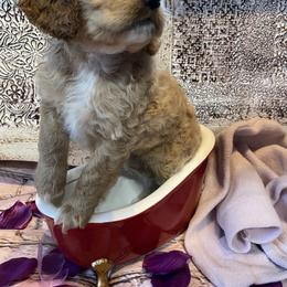 Cockapoo Puppies from Country J Canines