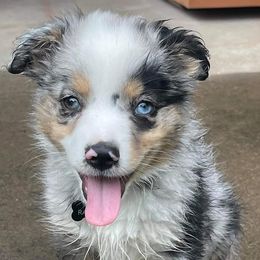 Australian Shepherds from Capp’s Kennel