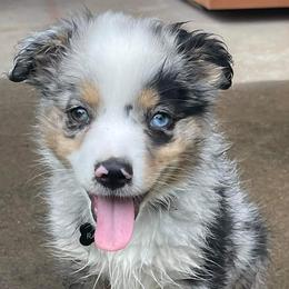 Australian Shepherds from Capp’s Kennel