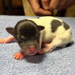Chloe - White black and tan female Rat Terrier puppy in Gonzales, Texas from Sunshine Deckers
