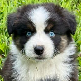 Harry - Black tri male Miniature Australian Shepherd puppy in Patterson, North Carolina from DreamLine Aussies