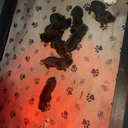 Boy 3 - Black and mahogany male Rottweiler puppy in Cartersville, Virginia from Vom Heldenhaft Rottweilers