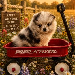 America - Blue merle female Pomeranian puppy in Sandia, Texas from Broken Arrow Poms
