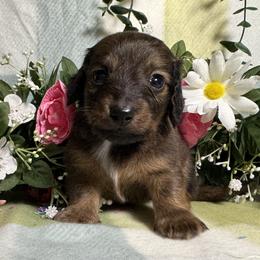 Girl 1 - Red female Dachshund puppy in Alice, Texas from Crimson’s longhair Dachshunds