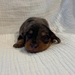 Violet Black n Tan dapple girl - Dapple female Dachshund puppy in Chehalis, Washington from McJazzin Doxies