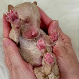Cornbread - Apricot male Goldendoodle puppy in Mocksville, North Carolina from Little Bear Doodles
