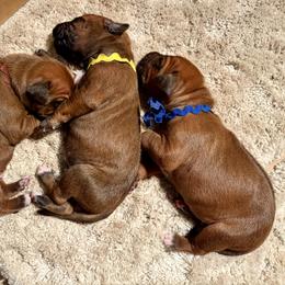 Boy 2 - Rd whtn blk nose male Rhodesian Ridgeback puppy in Chico, California from Keefer Ridge Rhodesian Ridgebacks