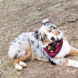 Cora - Australian Shepherd