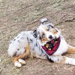 Cora - Australian Shepherd
