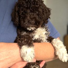 Sunny - Brown female Lagotto Romagnolo puppy in Barrington, Illinois from Lagotto Illinois