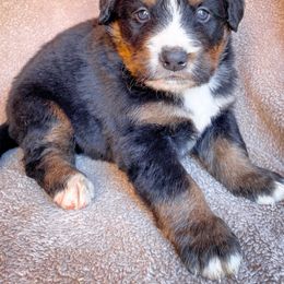 Bernedoodle, Bernese Mountain Dog, and Siberian Husky Puppies from Timberline Paws