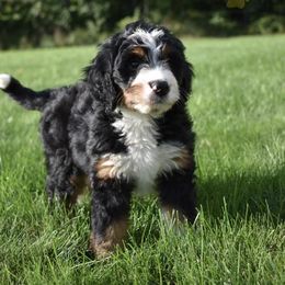Goldendoodle Puppies from Labradoodleday