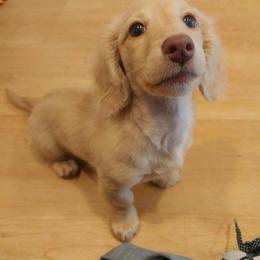 Teddy - Cream male Dachshund puppy in Salem, Oregon from Longdox Mini Dachshunds