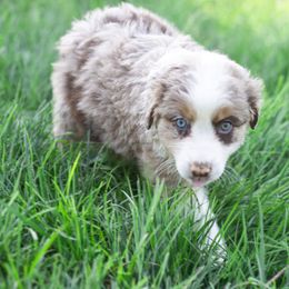 Border Collie, Miniature American Shepherd, and Miniature Australian Shepherd Puppies from Greenbriar Hills