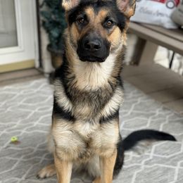 German Shepherd All Grown Up from German Shepherds