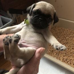 Pug Puppies from Rugs & Pugs
