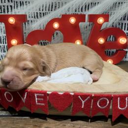 Boy 2 - Cream male Dachshund puppy in Bald Knob, Arkansas from Victoria’s Dachshunds