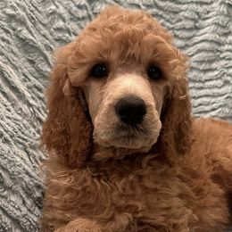 Poodles from K & A Standard Poodles