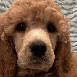 Poodles from K & A Standard Poodles