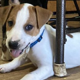 The Marquis of Diamonds "Marquis"" - Jack Russell Terrier puppy from Royal Russells Ranch