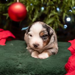 Aster - Blue Collar - Blue merle female Australian Shepherd puppy in Lacombe, Louisiana from Indigo River Toy & Mini Aussies