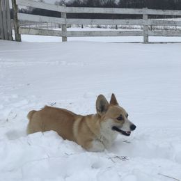 Bernese Mountain Dog and Pembroke Welsh Corgi Puppies from Highland Meadows
