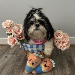 Shih Tzu All Grown Up from Koda Bears Cubs
