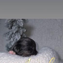 Axel - Blue and gold male Yorkshire Terrier puppy in Jacksonville, Florida from Ja'Dor Yorkies