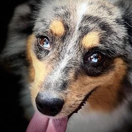Miniature Australian Shepherds and Toy Australian Shepherds from Lowery’s Little Aussies