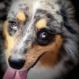Miniature Australian Shepherds and Toy Australian Shepherds from Lowery’s Little Aussies