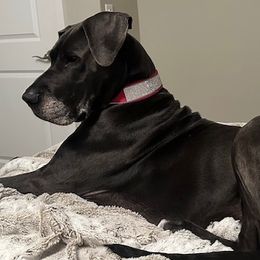 Great Danes from Great Dames with PNW Great Danes