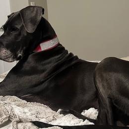 Great Danes from Great Dames with PNW Great Danes