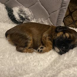 Cocker Spaniel Puppies from Becky's Cockers
