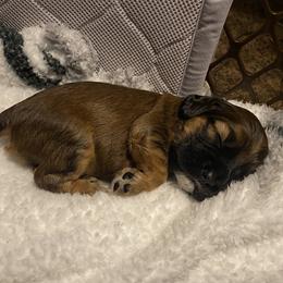 Cocker Spaniel Puppies from Becky's Cockers