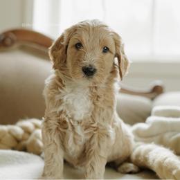 Greg - Apricot male Goldendoodle puppy in Hiddenite, North Carolina from Rose and Reid Doodles