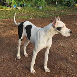 Akirah - Great Dane