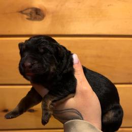 Rose - Black and tan female German Shepherd puppy in Fort Jennings, Ohio from Von Holtzapple German shepherds