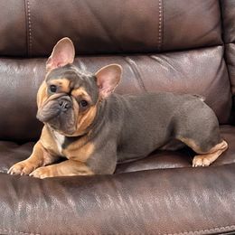 Levi - French Bulldog