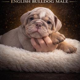 Porkchop - Lilac tri-color male Bulldog puppy in Marysville, Washington from BulldogWA